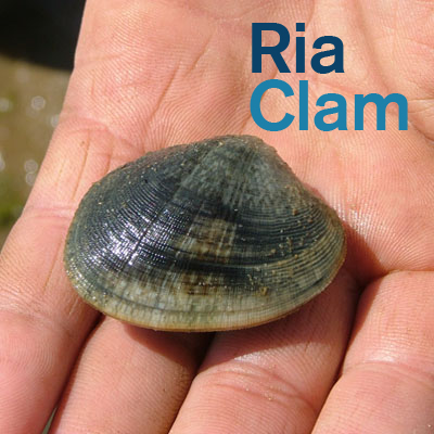 Ria Clam