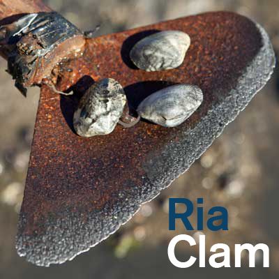 Ria Clam